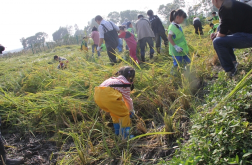 【宁波】都会出逃记，随着小海趣帮稻忙 ——水稻的神奇之旅，亲子共探自然神秘